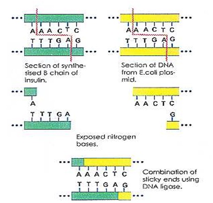 Recombinant DNA